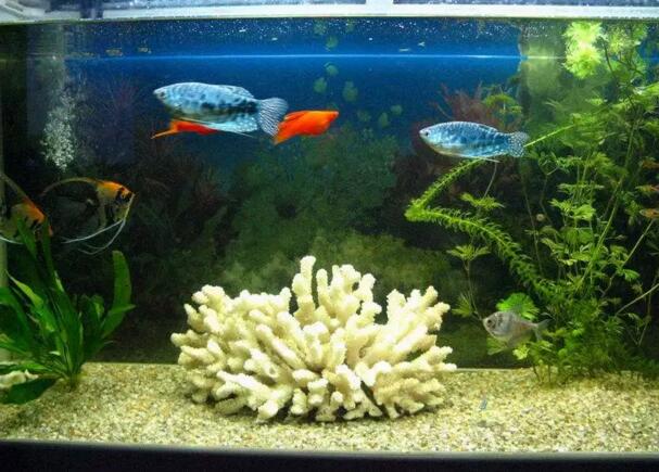 魚缸水泵